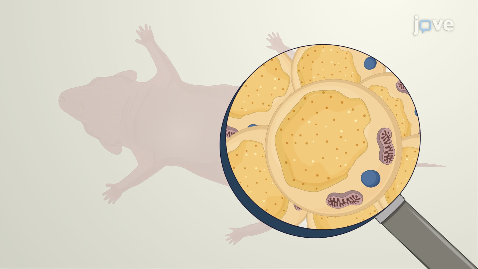White and Brown Adipose Depot Collection from Mouse Pup: A Surgical Procedure to Harvest the White Adipose Tissue and Brown Adipose Tissue from Mouse Pup