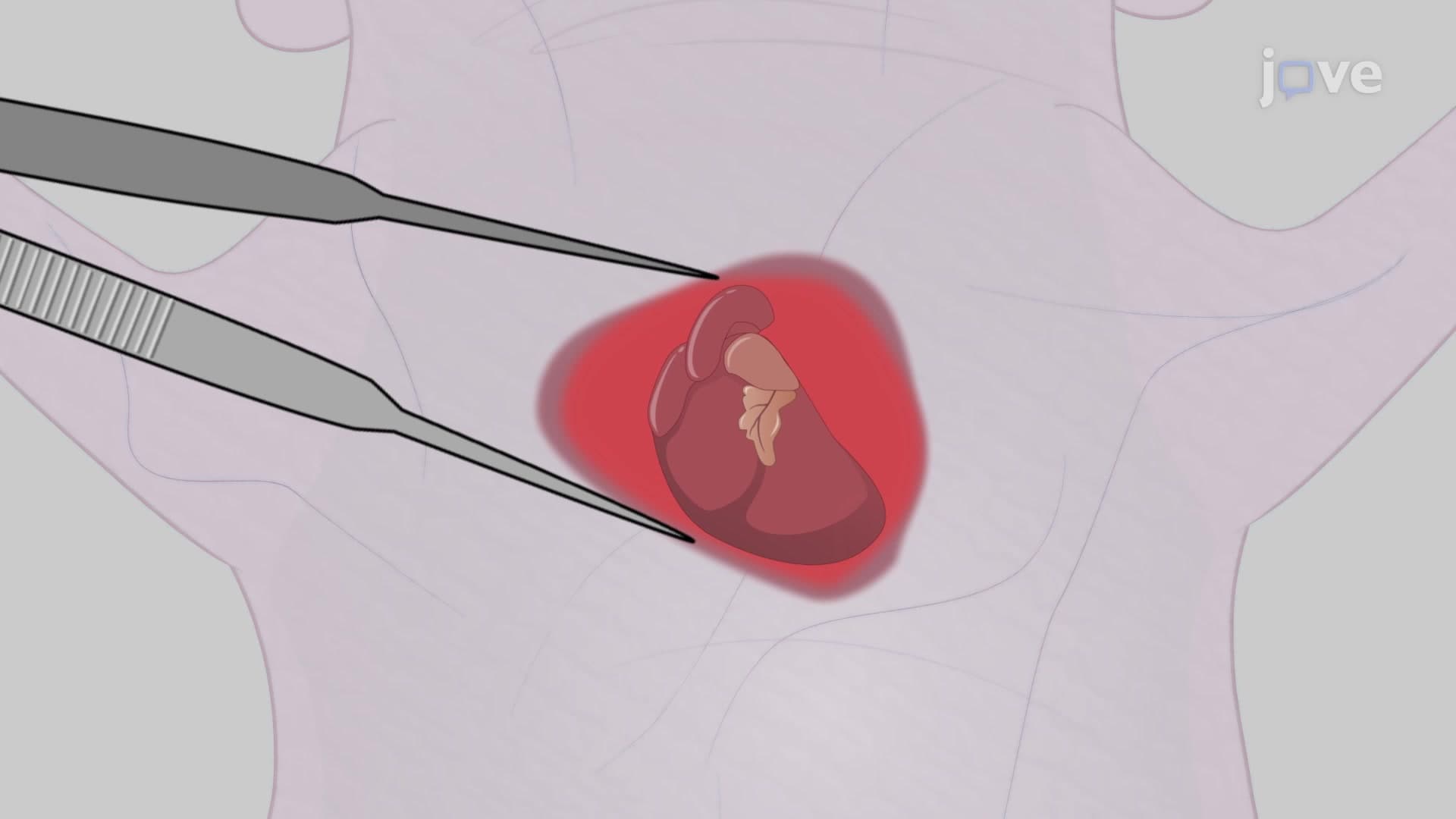 Apical Resection Neonatal Mouse Model: A Surgical Procedure to Amputate the Ventricular Apex to Study Regenerative Potential in a Neonate Mouse Heart