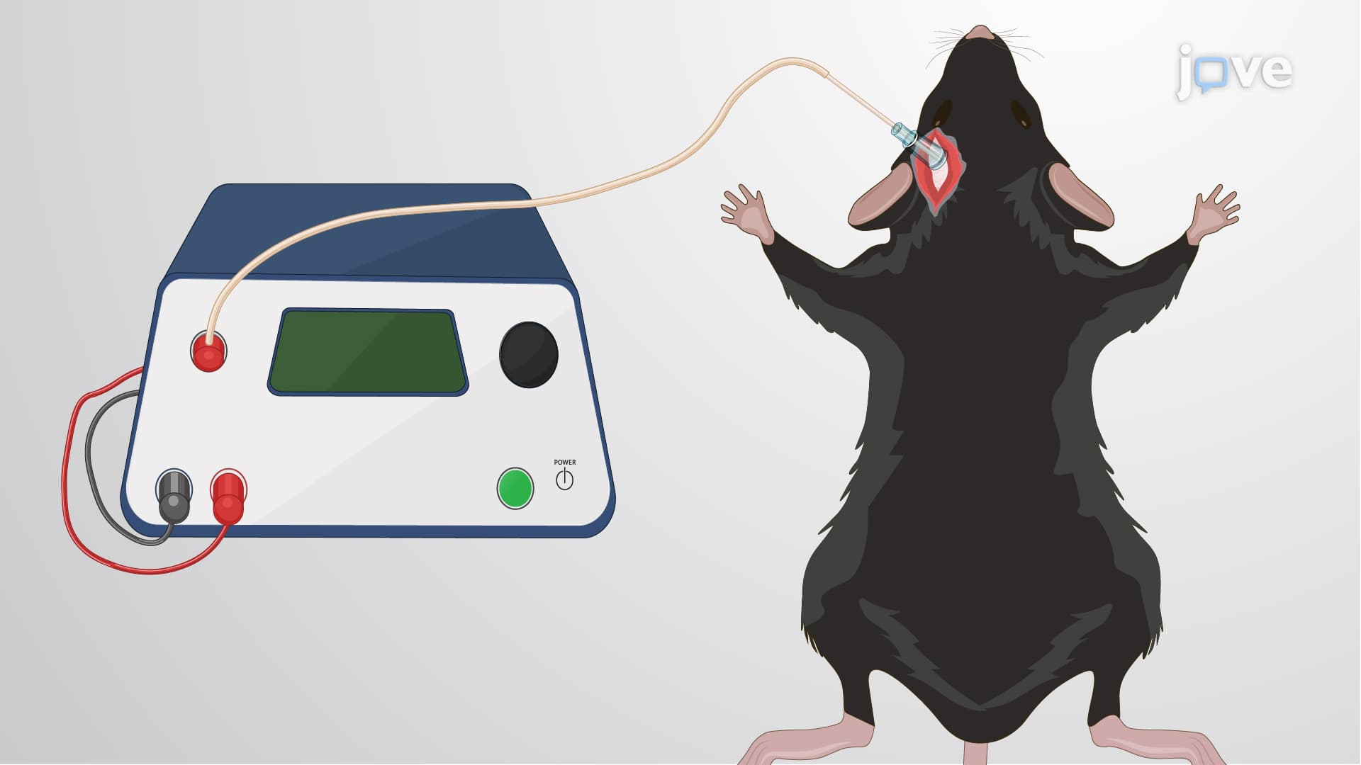 Positioning Laser Doppler Probe: A Technique to Implant Probe Over Middle Cerebral Artery for Blood Flow Measurement in Murine Model
