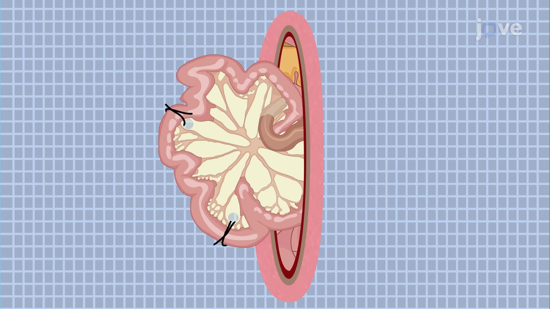 Mouse Ileal Loop Model: A Surgical Model to Study Intestinal Permeability in the Mouse