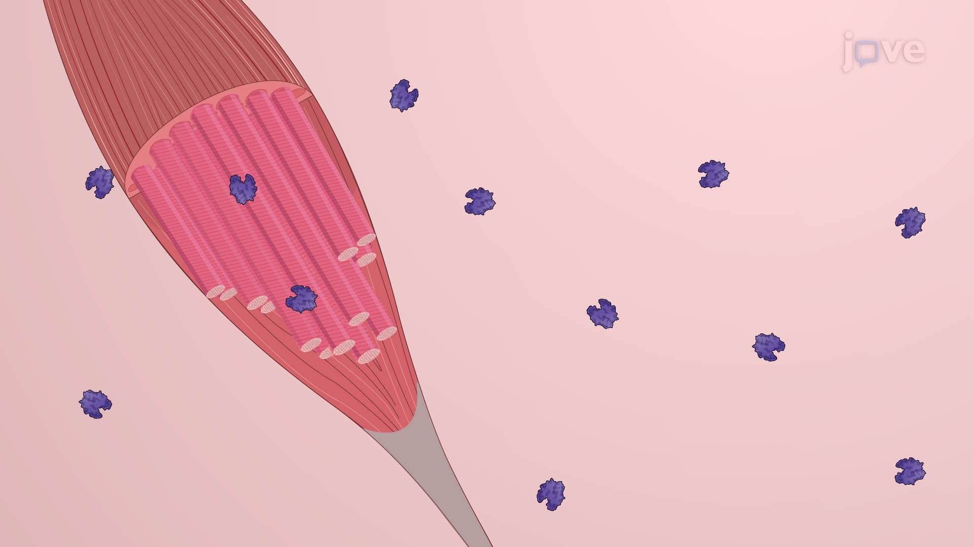 Myofiber Isolation: A Technique to Obtain Single Myofibers from Harvested Mouse Extensor Digitorum Longus (EDL) Muscle