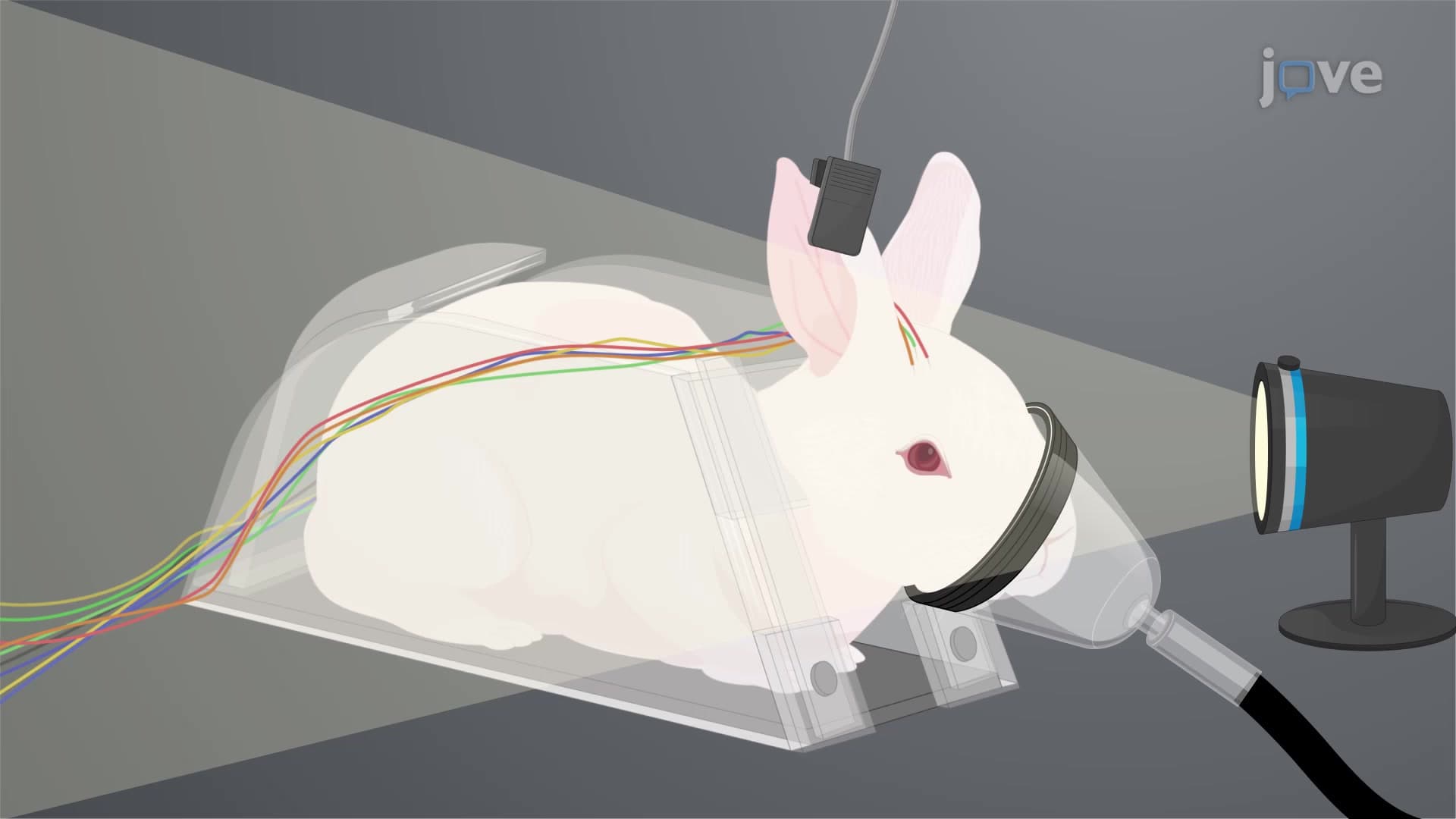 Intermittent Photic Stimulation in Rabbit Model: A Technique to Induce Epileptic Seizures and Simultaneously Record Multisystem Parameters