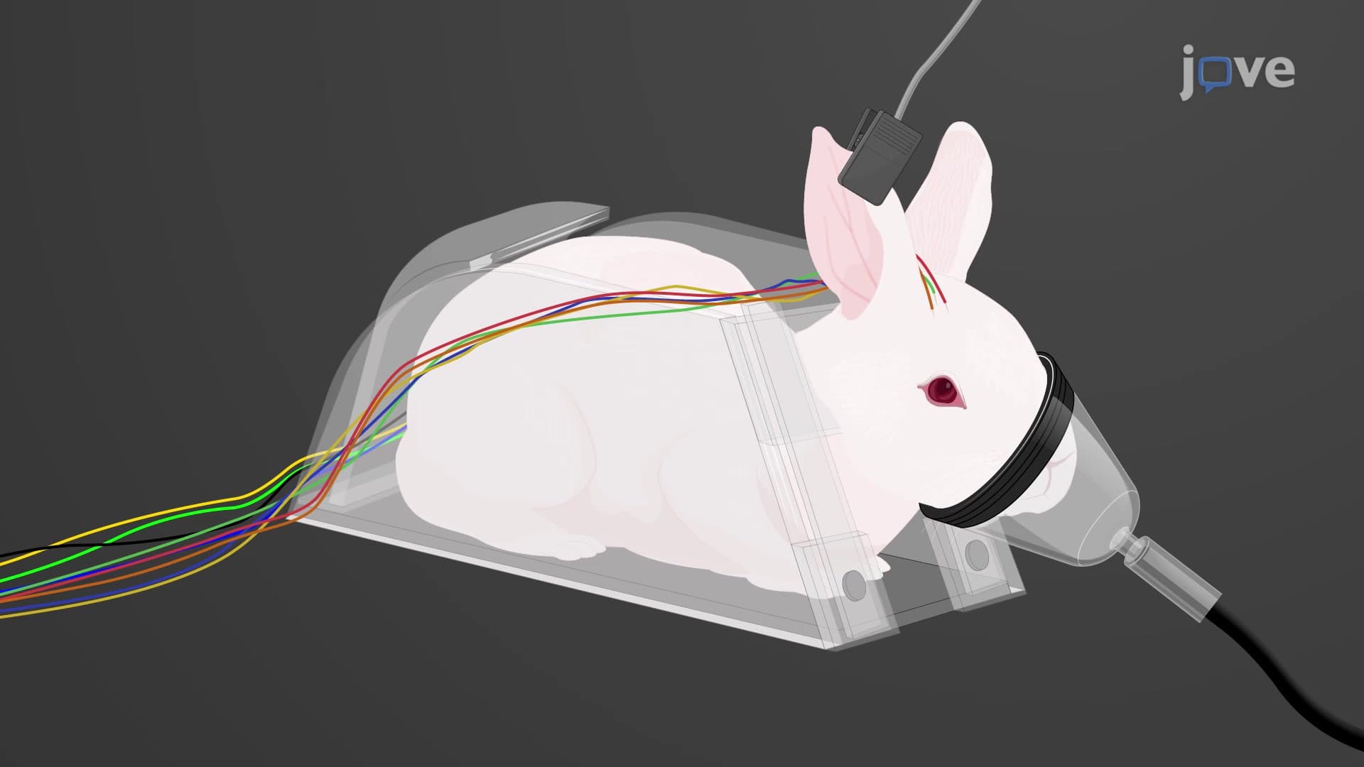 Multisystem Monitoring in Rabbit Model: A Method to Assess Neuro-Cardiac and Respiratory Parameters to Study the Oral Drug-induced Triggers for Arrhythmia and Seizures