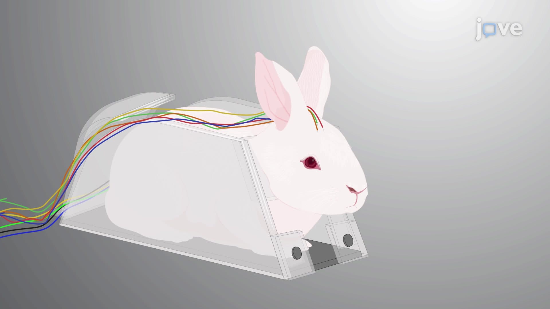 Multisystem Monitoring of Epileptic Abnormalities in Rabbit: A Method for Simultaneous Video EEG, ECG, Capnography, and Oximetry Recording During Induced Seizures