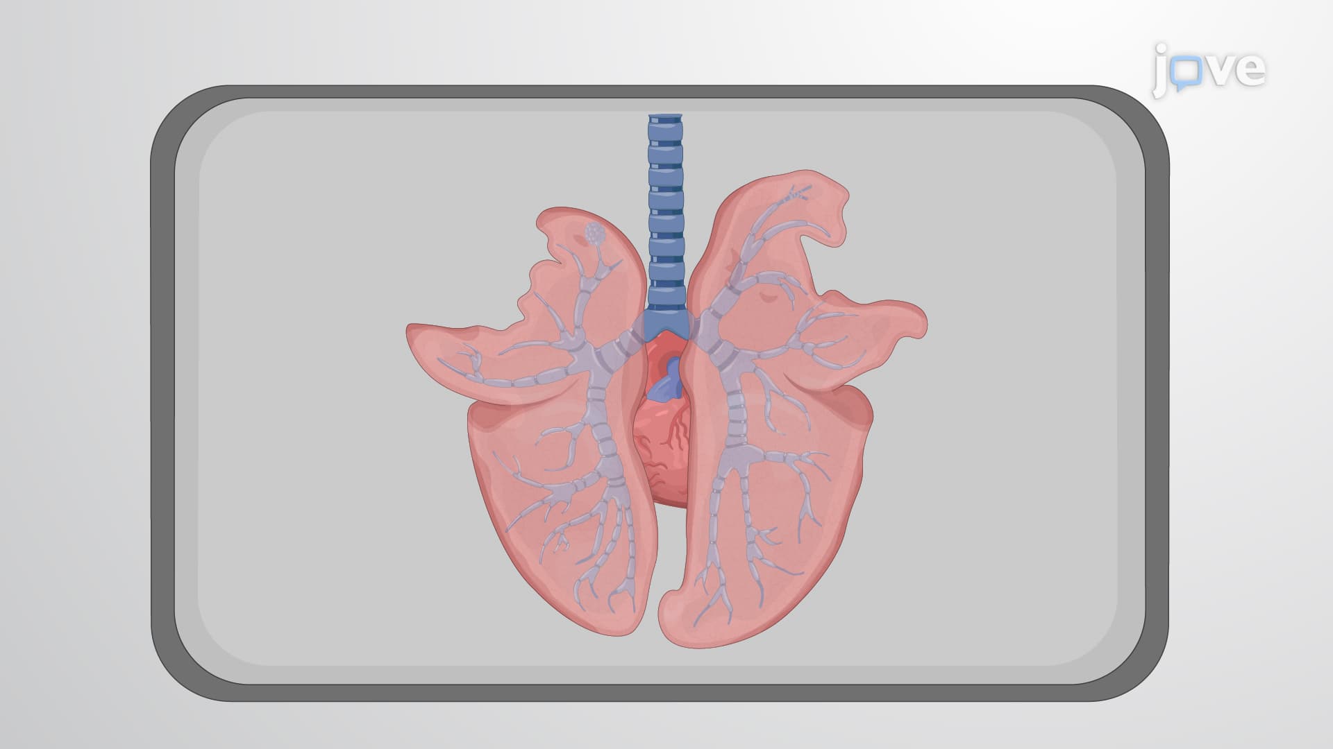 Pig Bronchiolar Tissue Extraction: A Procedure to Dissect Bronchiolar Tissue Sections From Porcine Lungs