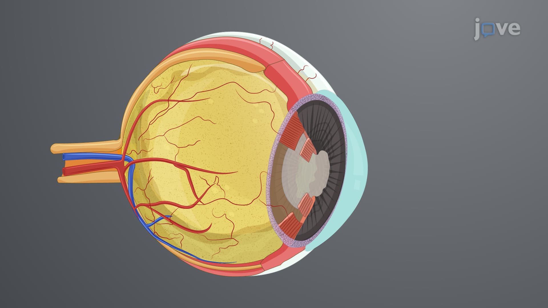 Anterior Eye Segment Dissection: A Method to Isolate Cornea Bearing Anterior Segment from Porcine Eye
