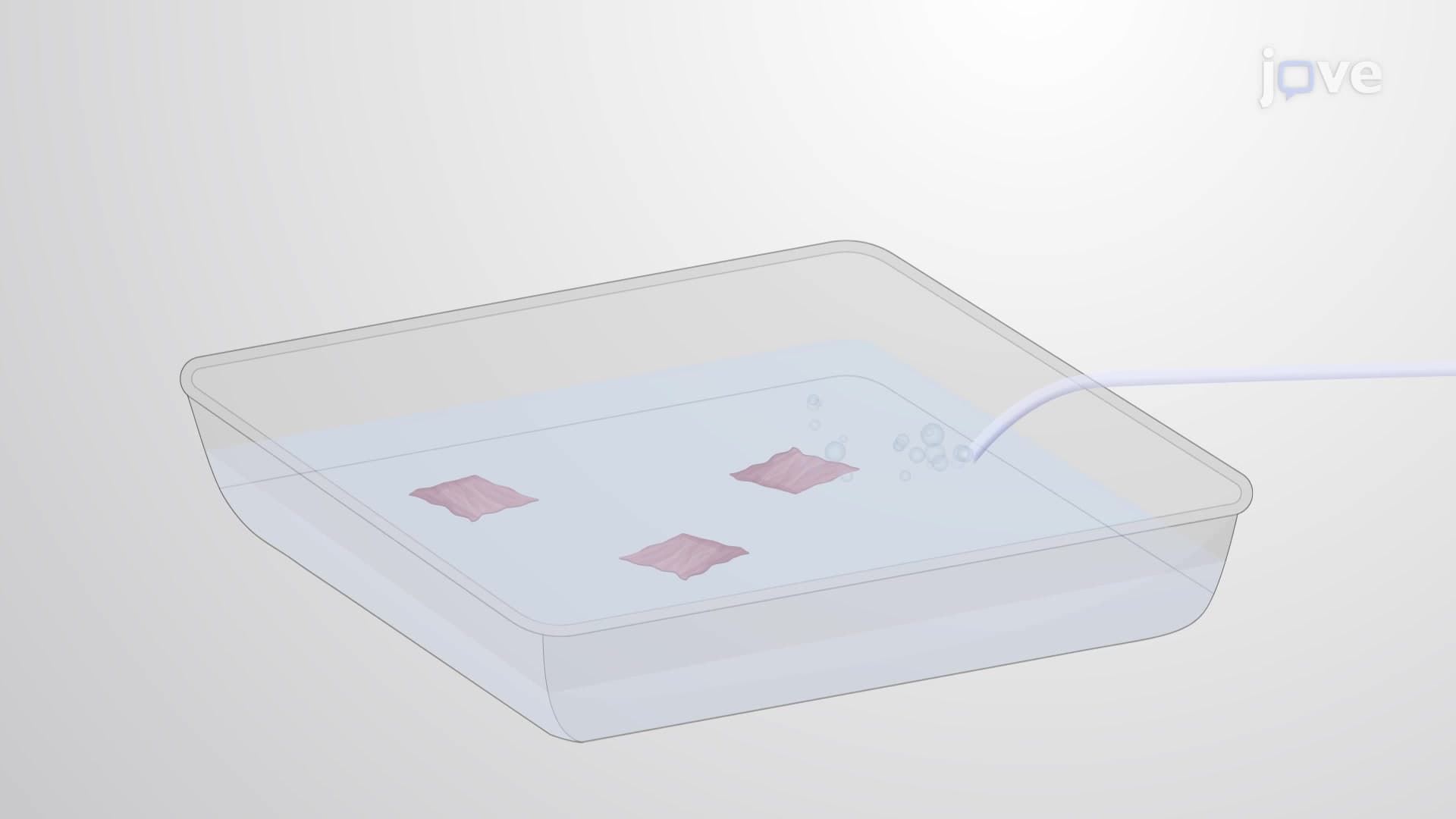 Generation of Porcine Ventricular Slices: A Vibratome-based Technique to Prepare Ultra-thin Slices of Pig Heart Tissue