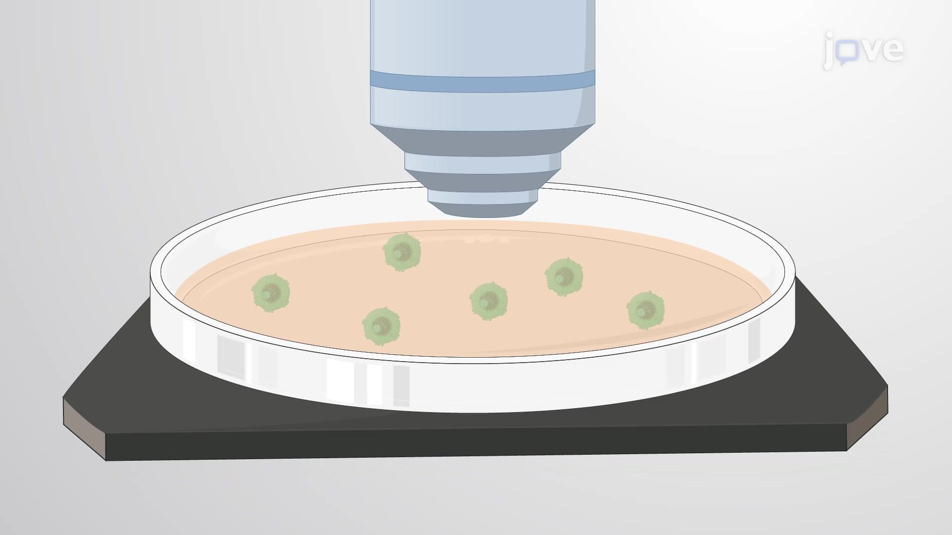 Porcine Cumulus Oocyte Complex Isolation: A Technique to Isolate Cumulus Oocyte Complex from Porcine Ovarian Follicle for In Vitro Fertilization