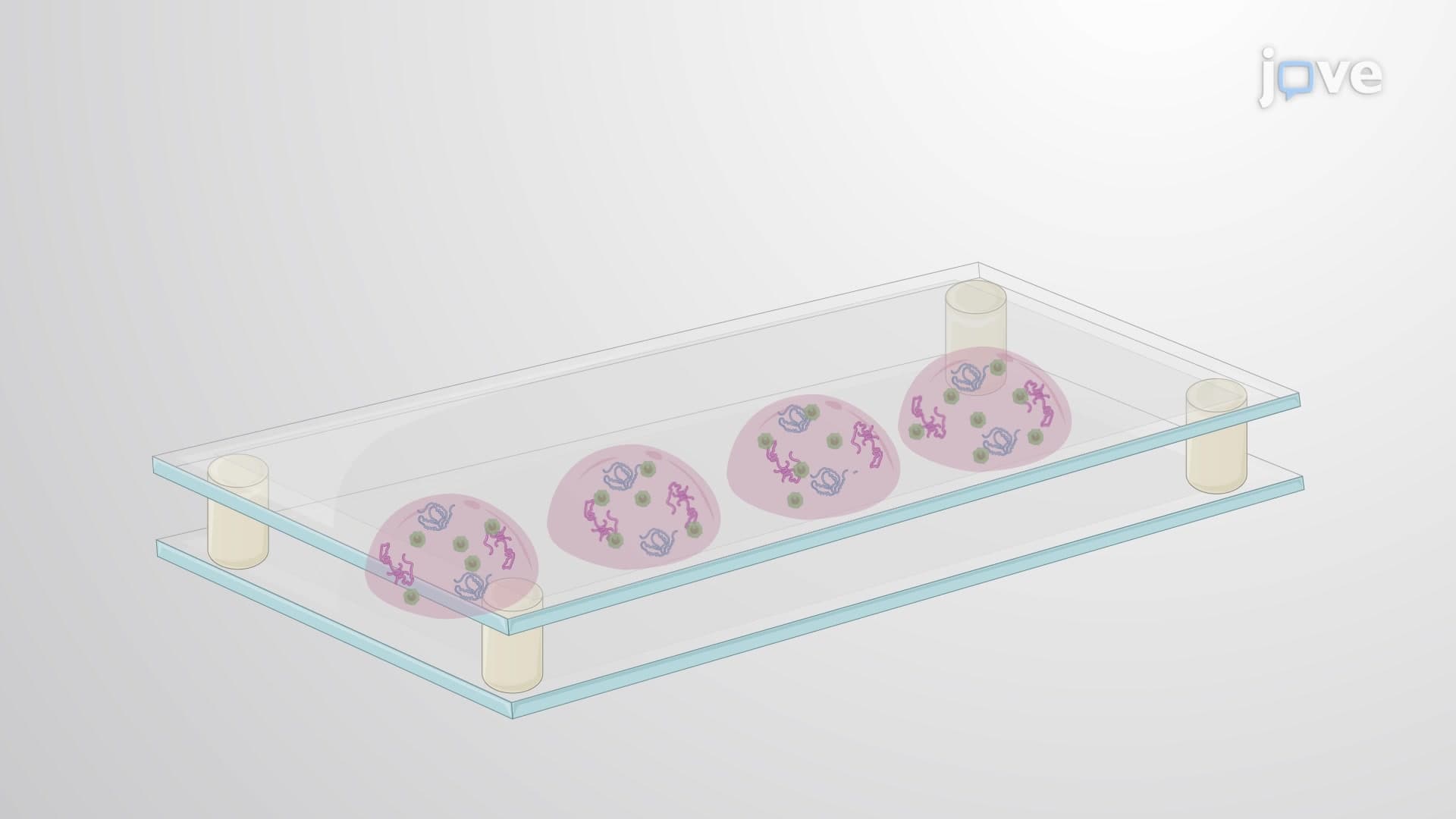 3D Culture of Porcine COCs: A Procedure to Encapsulate Cumulus Oocyte Complexes in Fibrin-alginate Polymer Hydrogel Beads