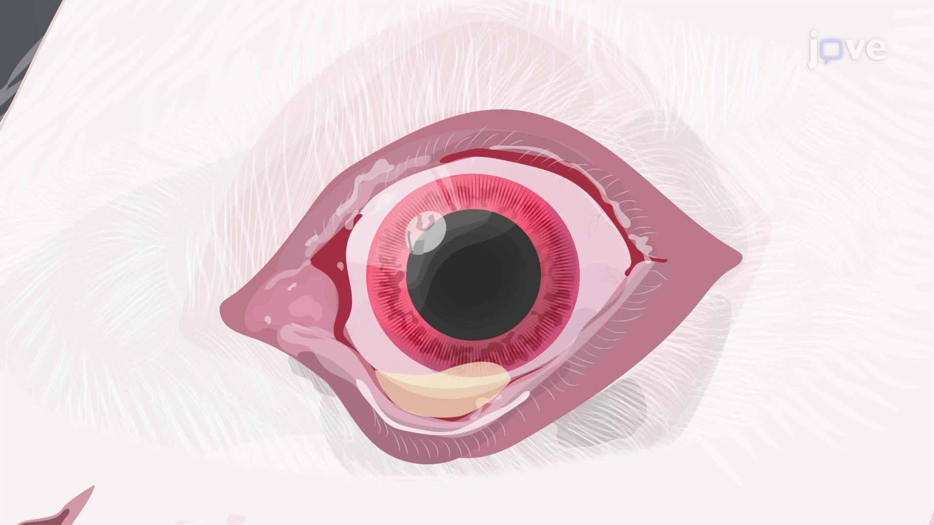 Nictitating Membrane Removal: A Surgical Procedure to Remove Nictitating Membrane from Rabbit Eye
