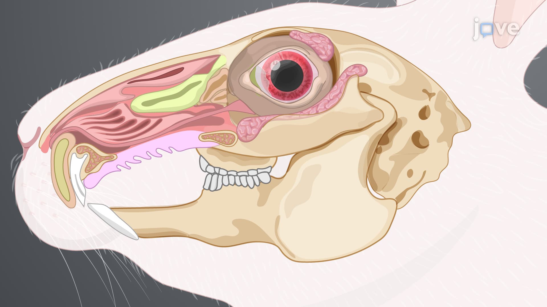 Superior Lacrimal Gland Removal: A Surgical Technique to Remove the Palpebral and Orbital Parts of Superior Lacrimal Gland from Rabbit Model