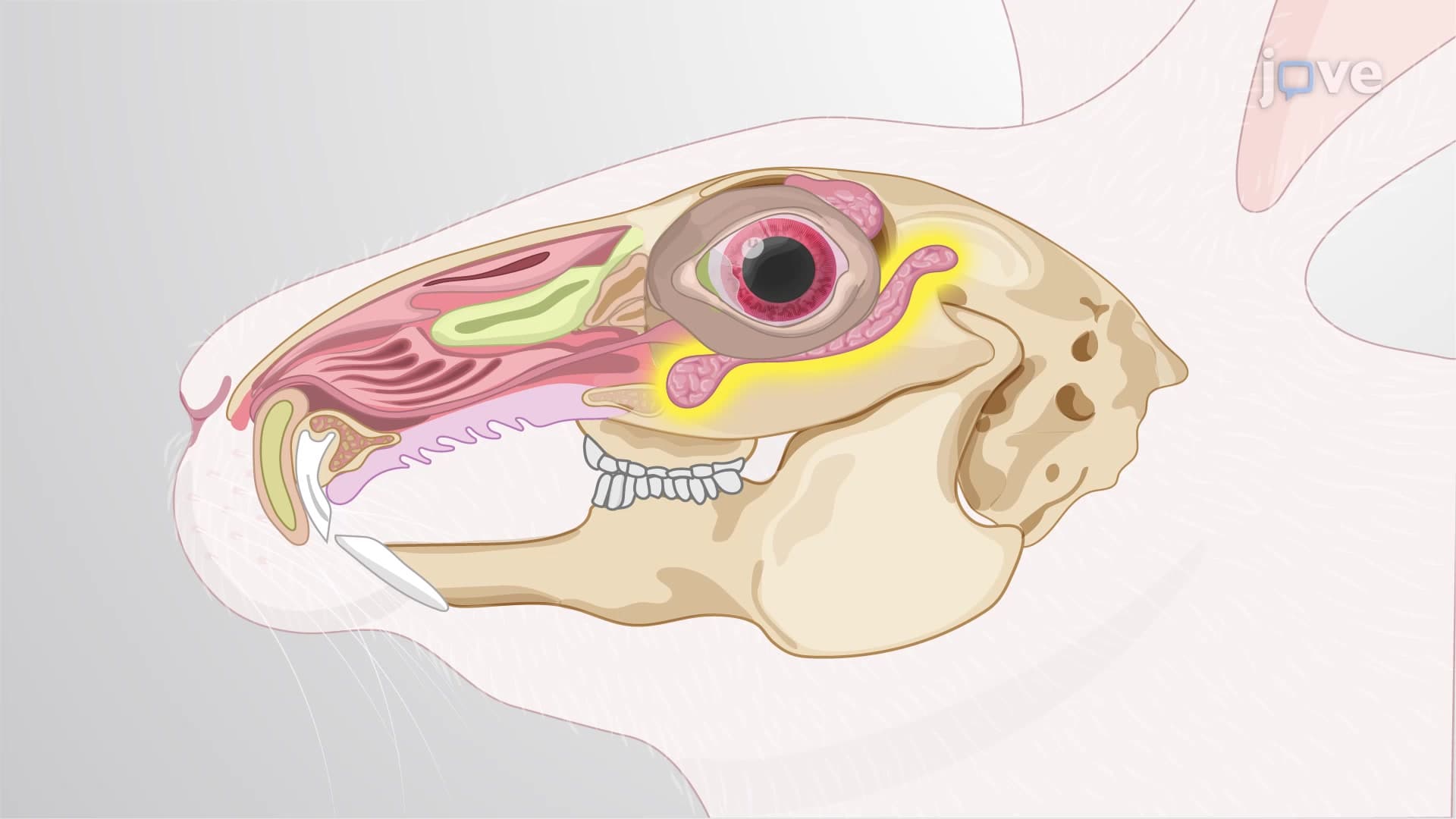 Inferior Lacrimal Gland Removal From Rabbit Model: A Surgical Procedure to Remove the Larger Inferior Tear Gland From Rabbit Eye Orbit