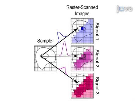 Differential Imaging of Biological Structures with Doubly-resonant Coherent Anti-stokes Raman Scattering (CARS)