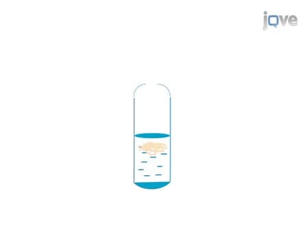 Axoplasm Isolation from Rat Sciatic Nerve
