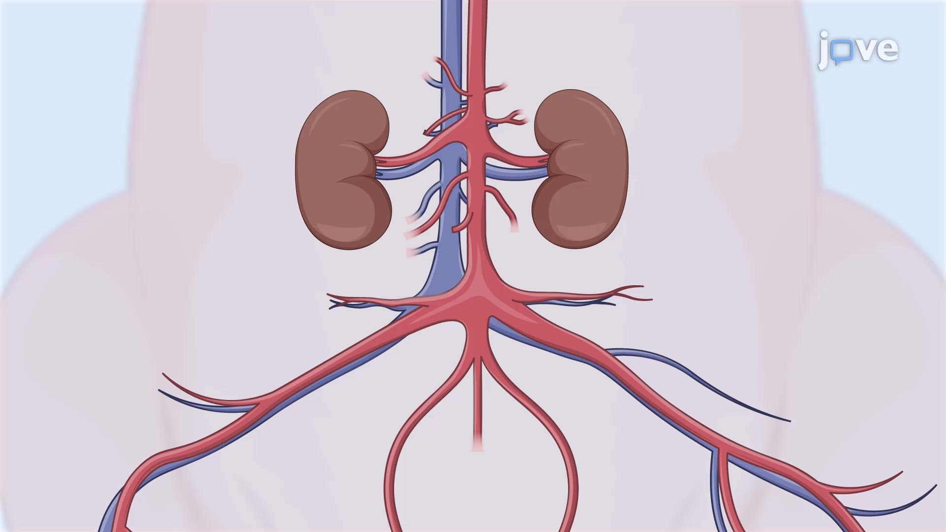 Exposing Infrarenal Abdominal Aorta in Porcine Model: A Surgical Procedure to Access Porcine Infrarenal Abdominal Aorta for Further Studies