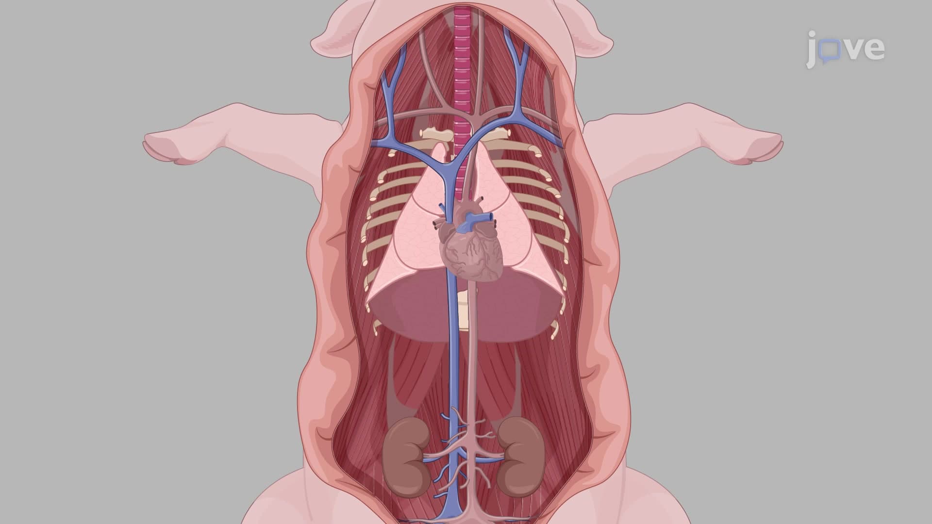 Porcine Aorta Isolation: A Surgical Procedure to Excise the Thoracic Aorta From Miniature Pigs for Downstream Analysis