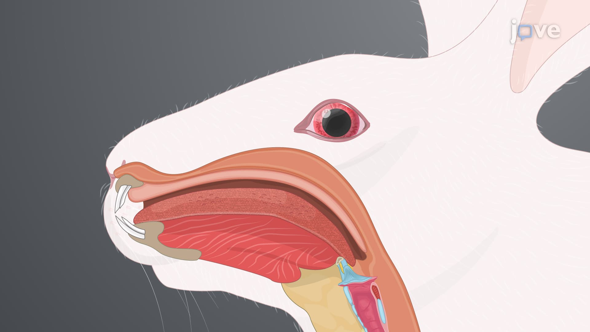 Tracheal Intubation for Mechanical Ventilation: A Procedure to Insert Endotracheal Tube in Trachea of Rabbit Model