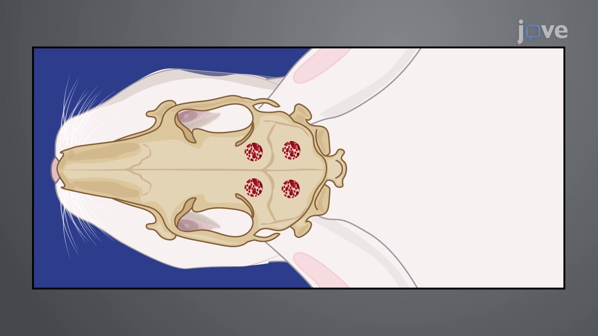 Generating a Rabbit Calvarial Defect Model: A Surgical Procedure to Create Round Defects in the Top Portion of the Rabbit Skull to Assess Bone Substitute Materials for Bone Regeneration Capacities