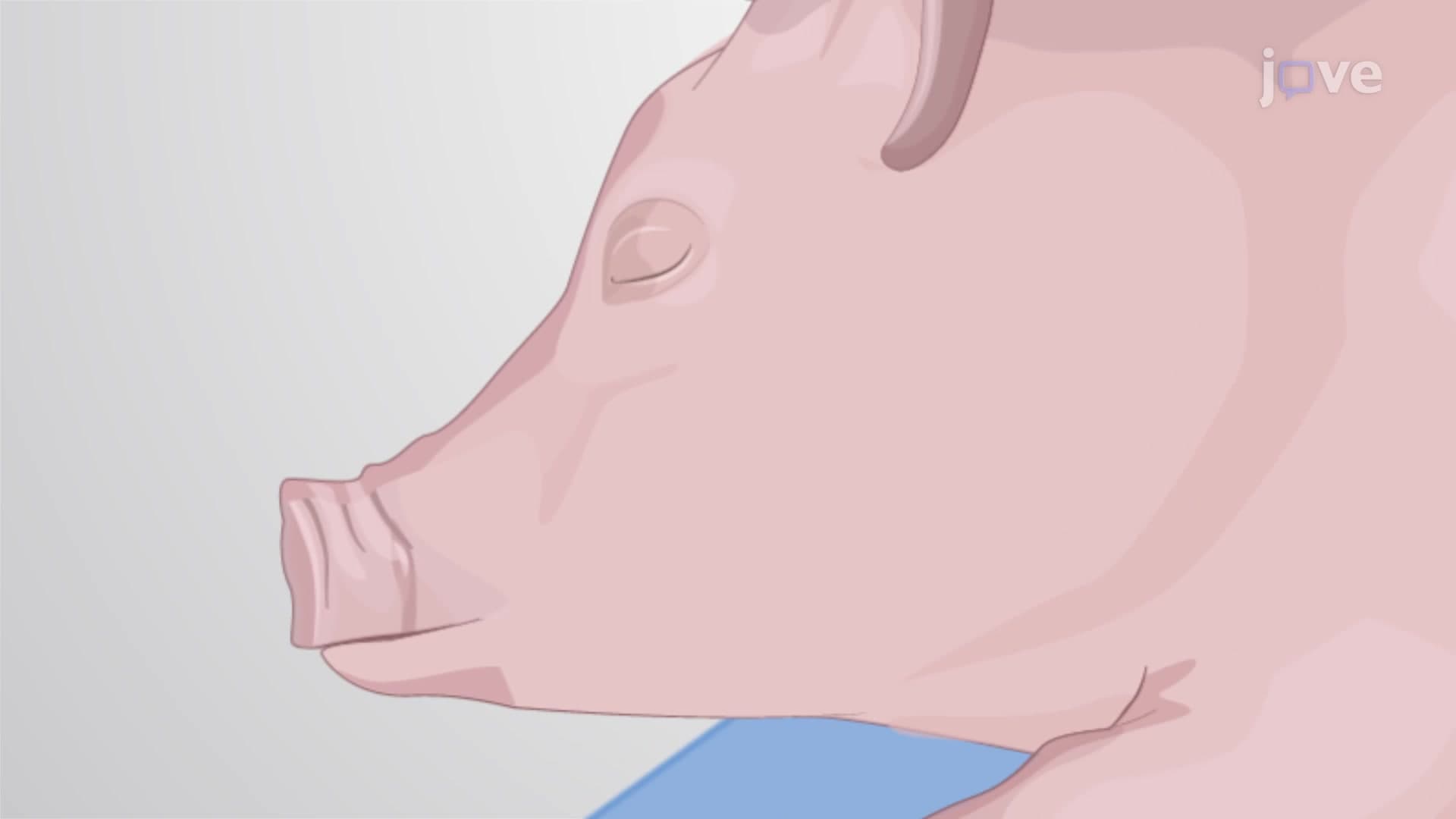 Electromyographic Endotracheal Intubation in Pig: A Technique to Insert Electromyographic Tube Inside the Pig Trachea