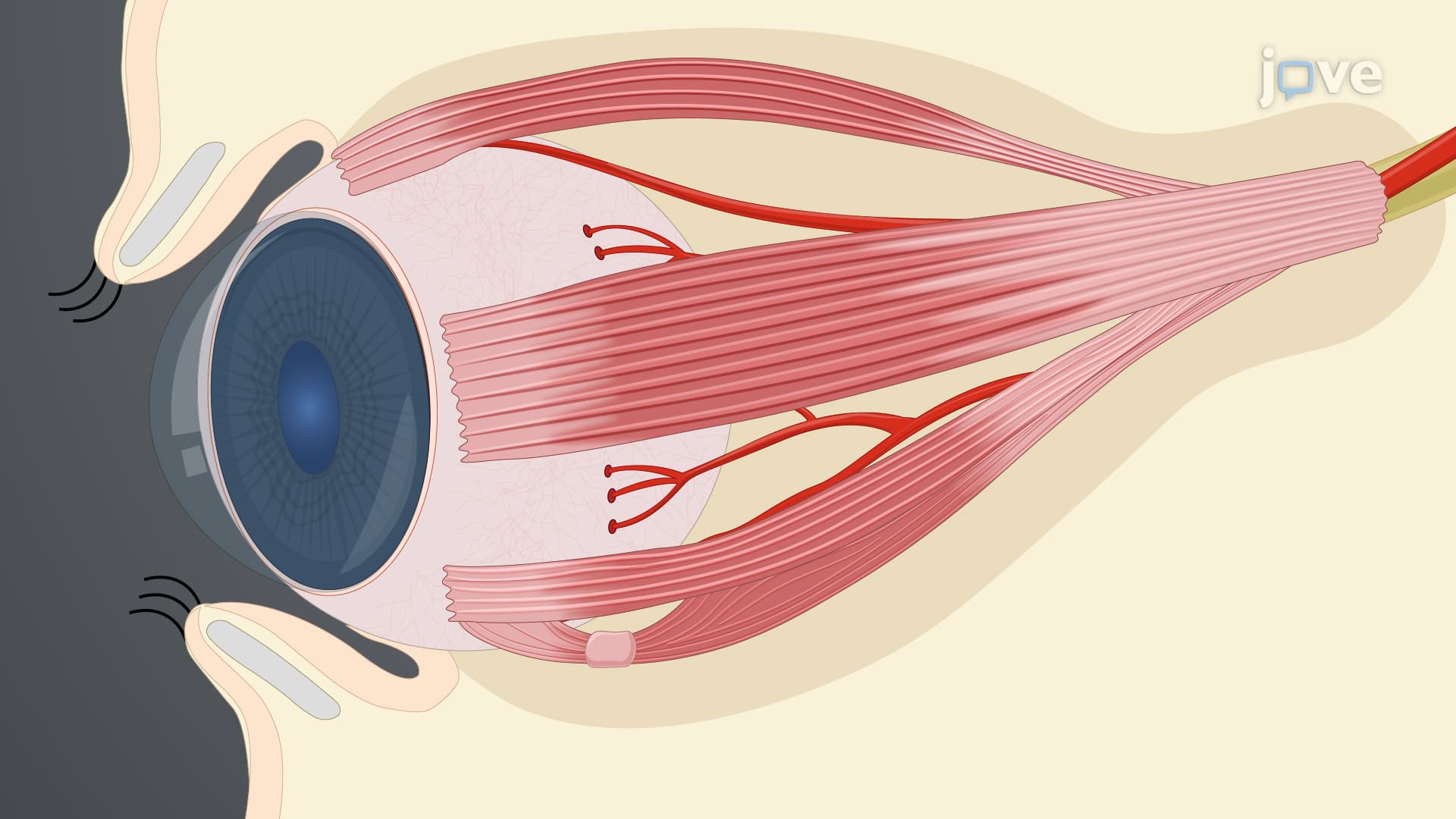 Isolating Short Posterior Ciliary Arteries: A Protocol to Excise Intact Short Posterior Ciliary Microvessels from Porcine Eye