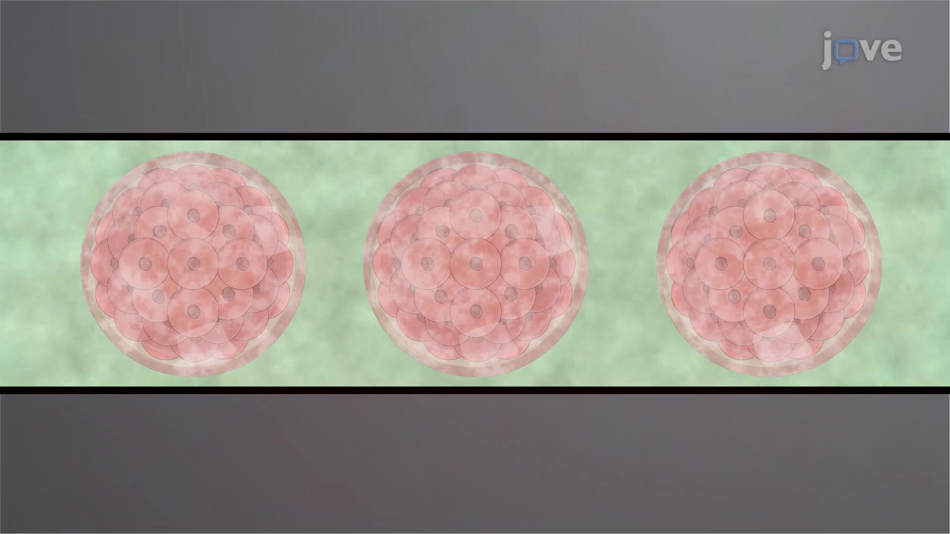 Rabbit Embryo Thawing: A Warming Procedure to Recover Cryopreserved Rabbit Embryos for Embryo Transfer