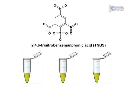 An Assay for Measuring the Activity of Escherichia coli Inducible Lysine Decarboxyase