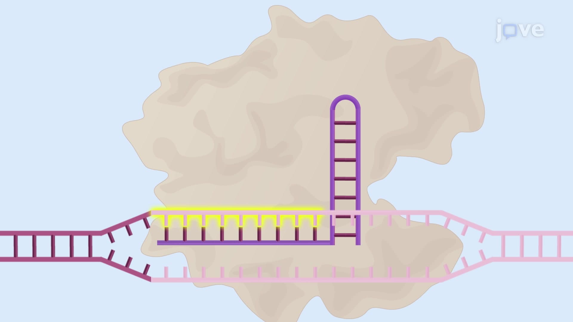 All-in-One CRISPR Genome Editing: A Method for Homology Directed Repair-Based Gene Knock-In in Cultured Cells Using CRISPR-Cas9 System