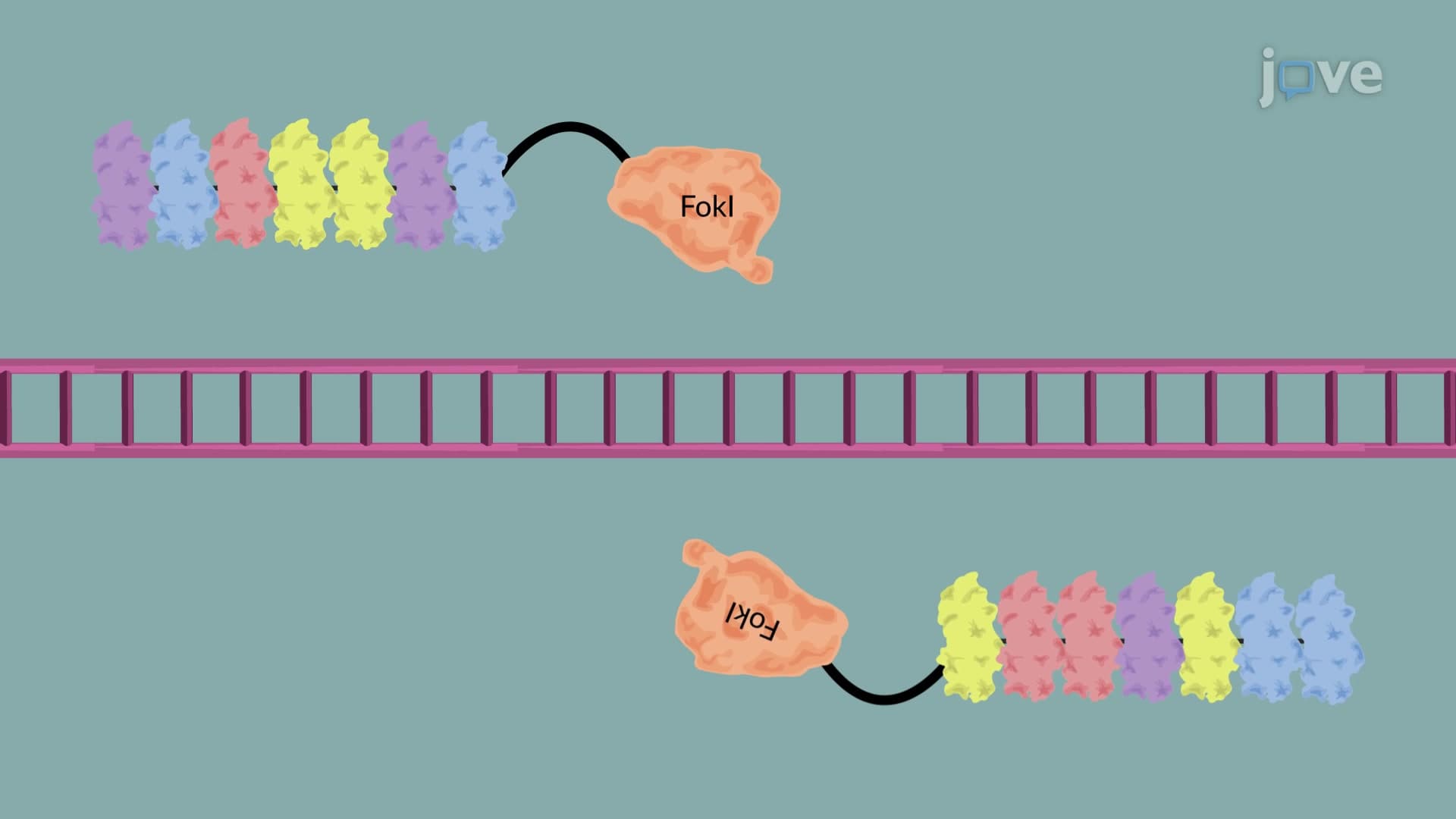 TALEN-Mediated Targeted Gene Integration: Using Engineered Sequence-Specific Nucleases for the Precise Insertion of Fluorescent Protein Gene into hiPSCs