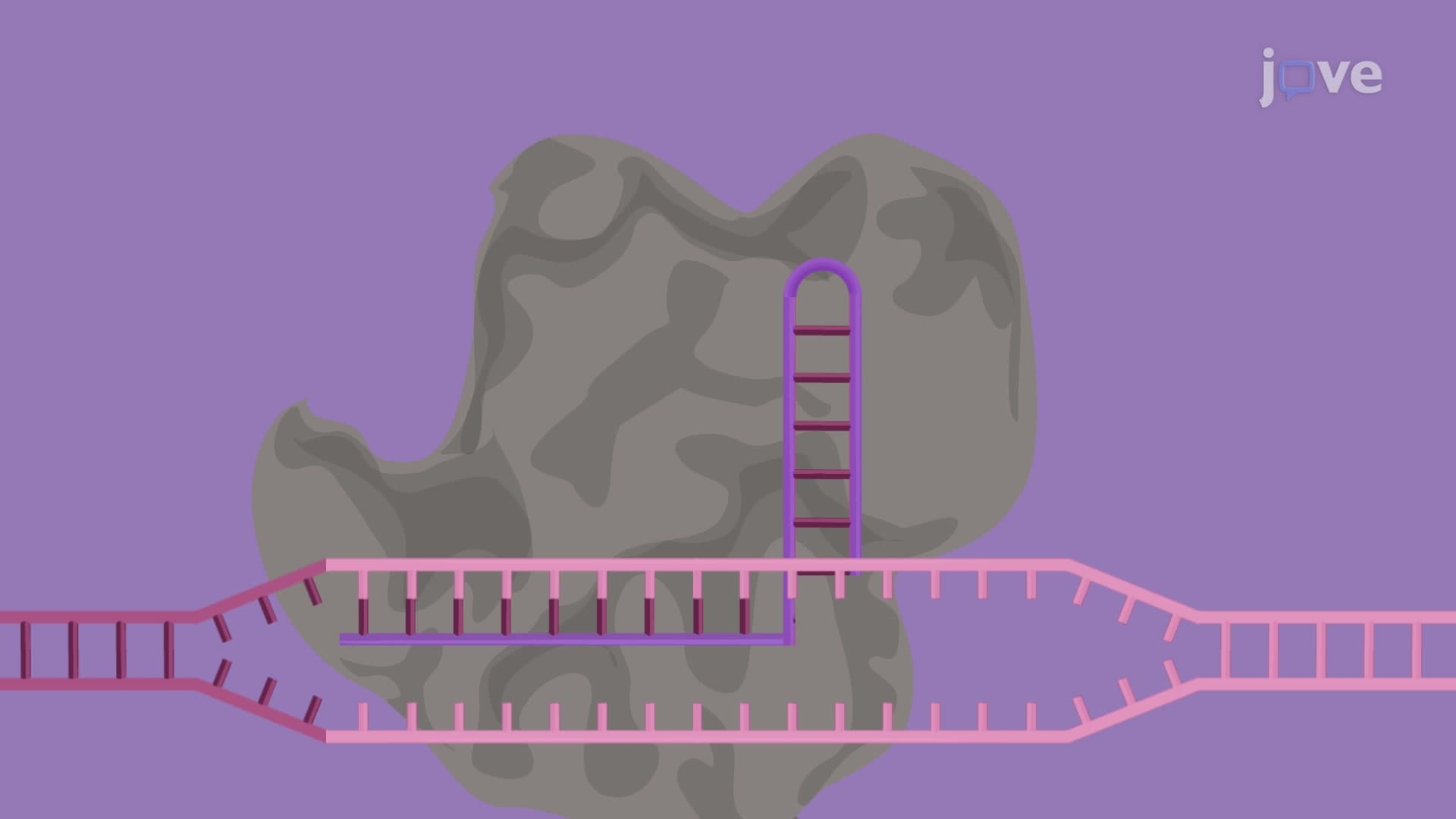 CRISPR Interference-Based Gene Silencing: A Technique for Targeted Repression of Gene Function in Pathogenic Leptospira