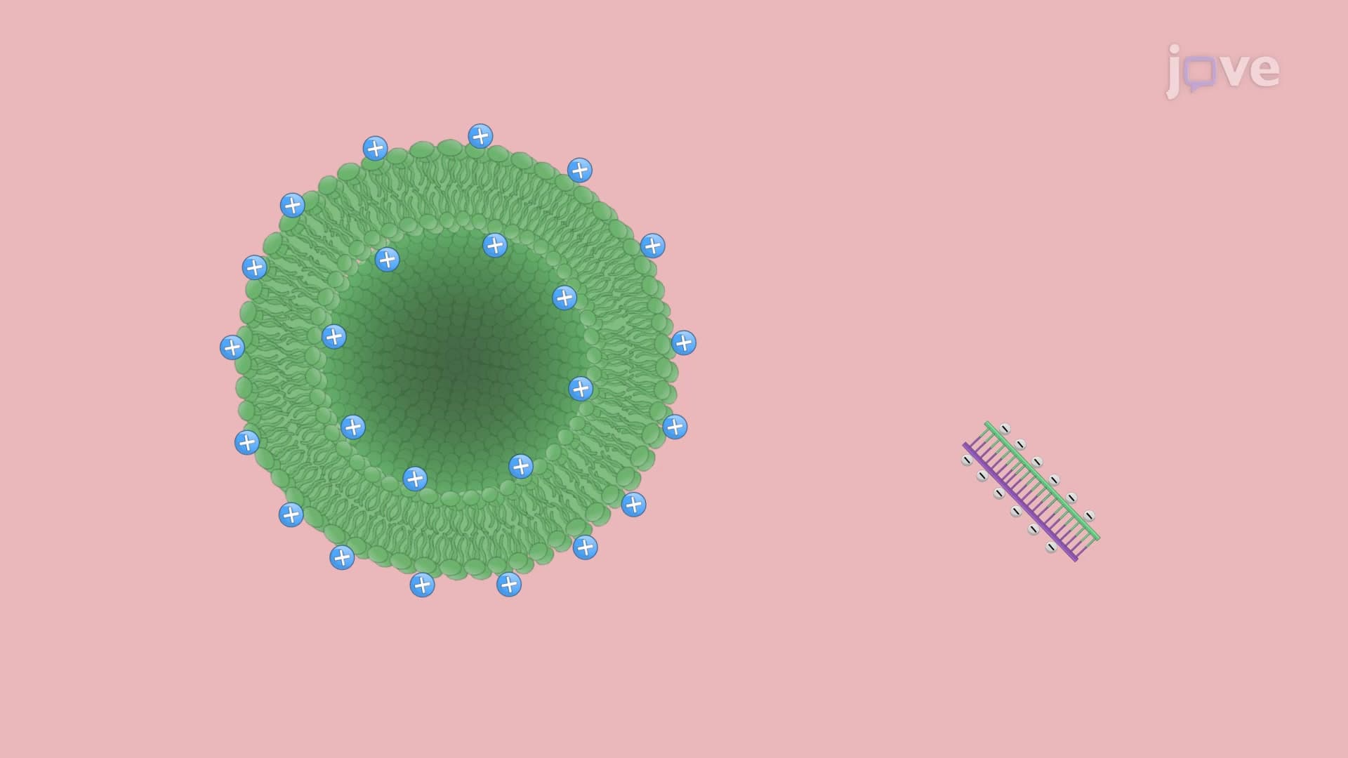 siRNA Reverse Transfection-Based Gene Silencing In Vitro: A Procedure to Deliver Small Interfering RNA in Cultured Cells to Inactivate Target Gene Expression