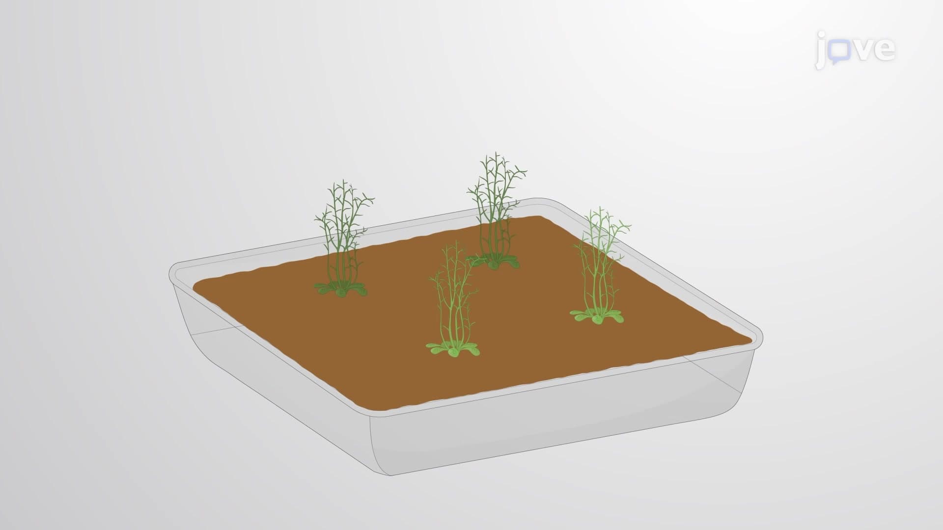 Binary Bacterial Artificial Chromosome Vector Based Gene Transformation in Arabidopsis Plants: A Technique to Generate Transgenic Plants With Single-Copy Insertion