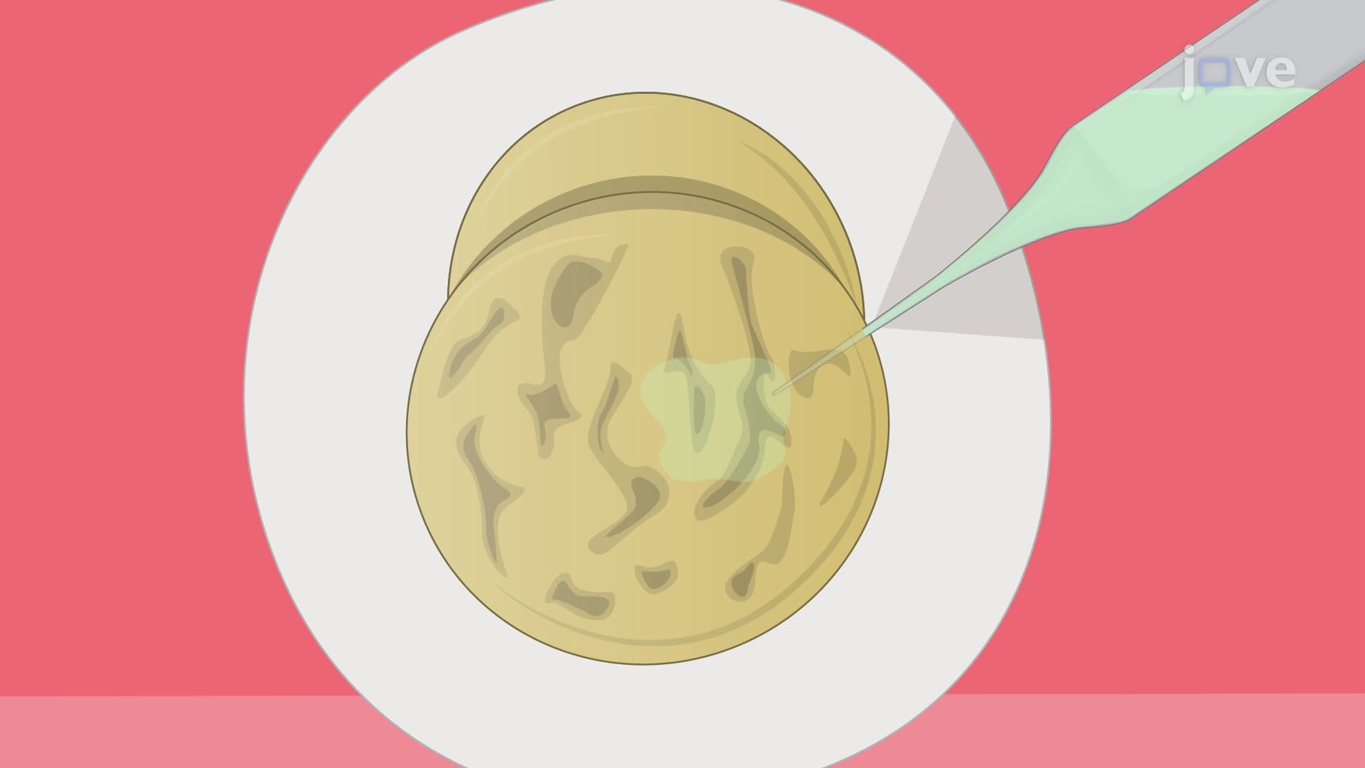 Morpholino Mediated Gene Editing: A Gene Knockdown Technique Using Translational Blocking Morpholino Oligonucleotides in Single-Celled Cavefish Eggs