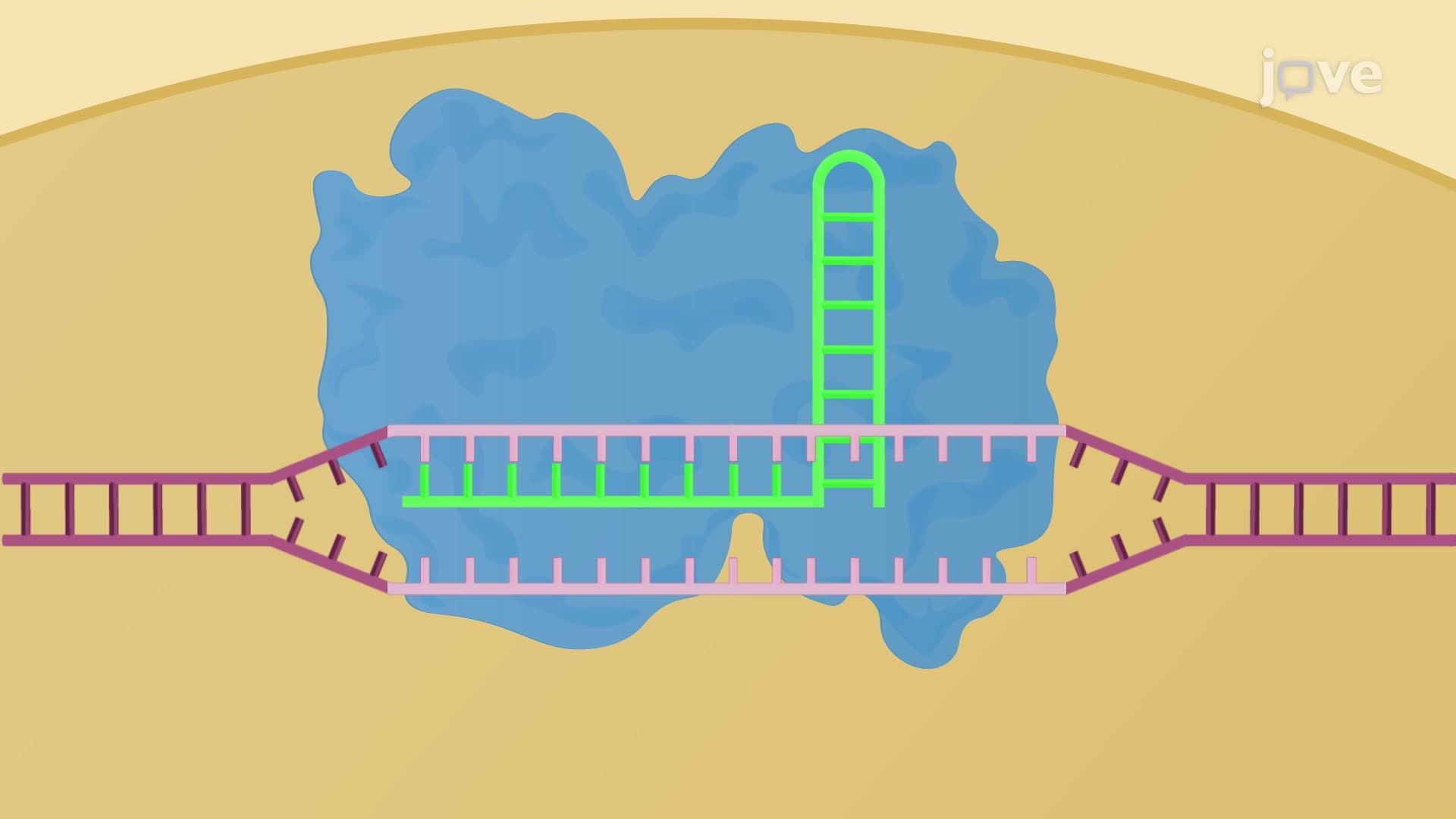CRISPR Concatemer-Mediated Multiple Gene Knockout: A Technique to Simultaneously Knockout Multiple Genes by Non-Homologous End-Joining Pathway in Mouse Intestinal Cells