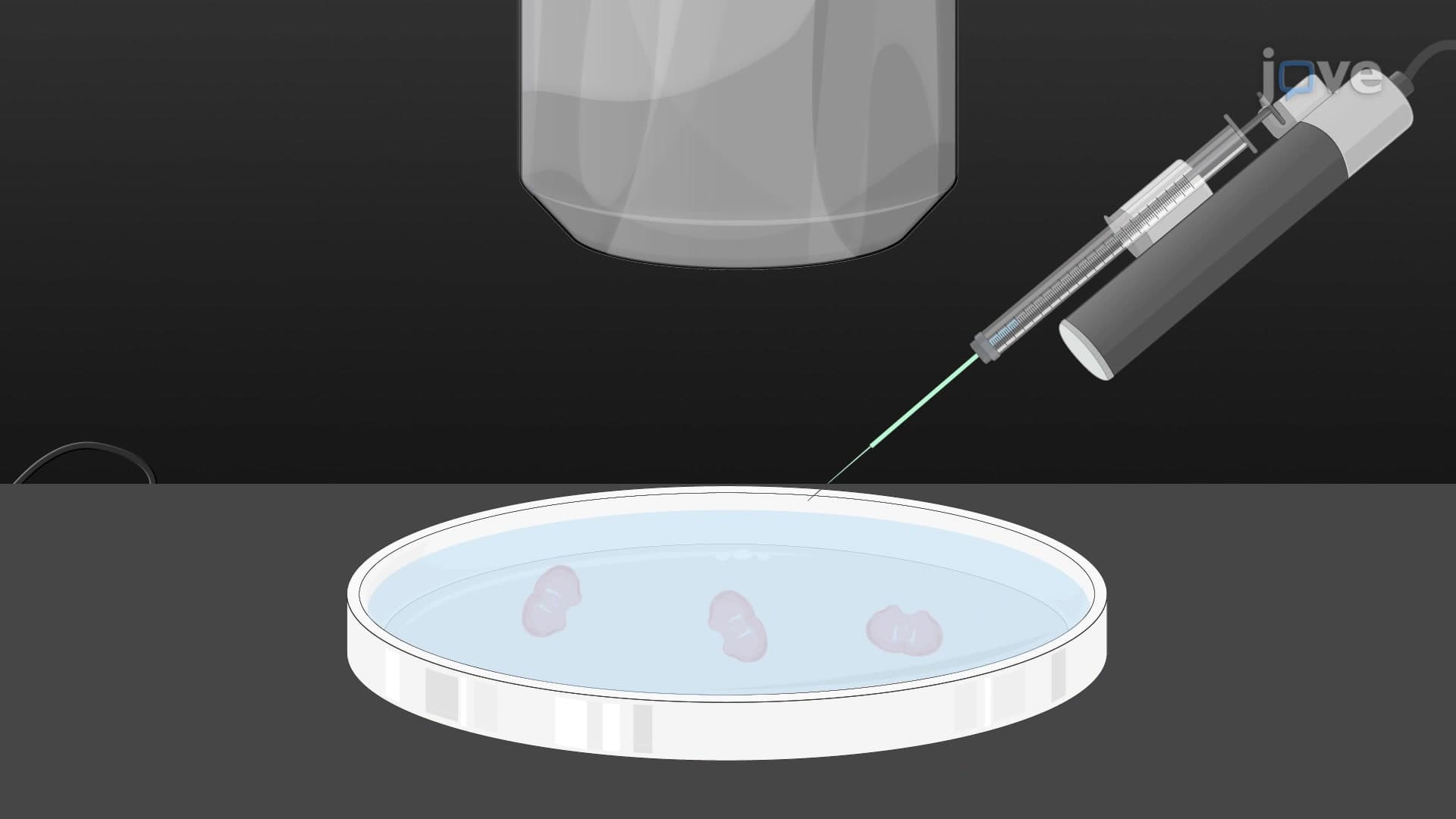 Image-Guided Robotic Cell Microinjection: An Automated High-Throughput Technique for the Precise Delivery of Fluorescently-Labeled Polysaccharides Into Single Neuronal Cells in Organotypic Brain Slice Cultures