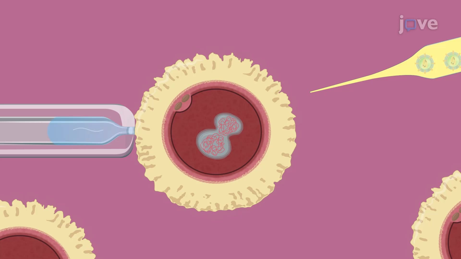 Lentiviral Vector-Based Perivitelline Injection: A Method to Transduce the Gene of Interest Into Fertilized Single-Cell Mouse Oocytes
