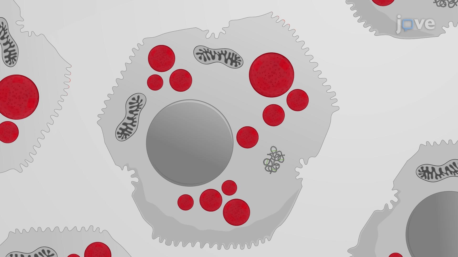 Oil Red O Staining: A Technique for Staining Neutral Lipids in Hepatocytes for Detecting Hepatic Steatosis In Vitro