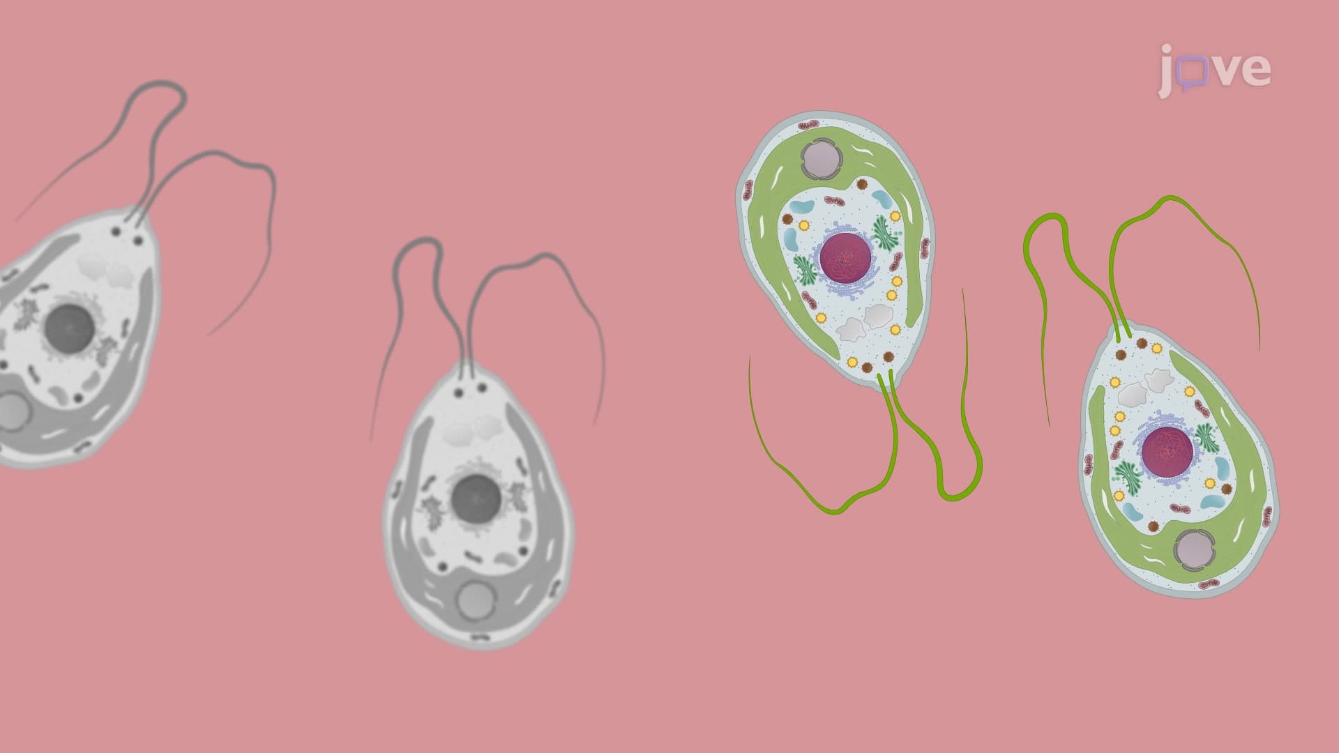 Nile Red Staining: A Technique to Detect and Quantify Intracellular Neutral Lipids in Algae