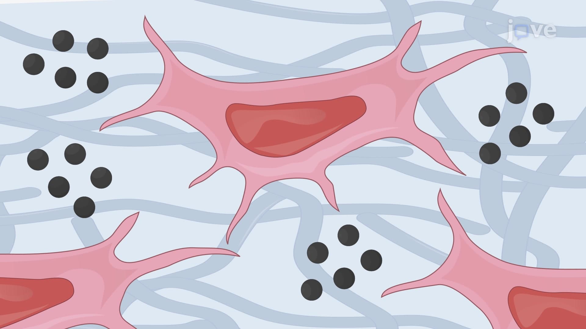 Von Kossa Staining of Aortic Vascular Smooth Muscle Cells: An In Vitro Technique for Assessment of Arterial Medial Layer Calcification