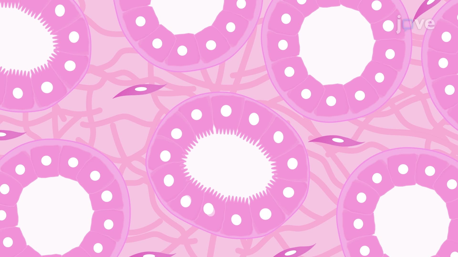Eosin Staining of Soft-Tissue Samples: An Eosin-Based Procedure for Whole Mouse Kidney Staining to Visualize Specific Tissue Microstructures