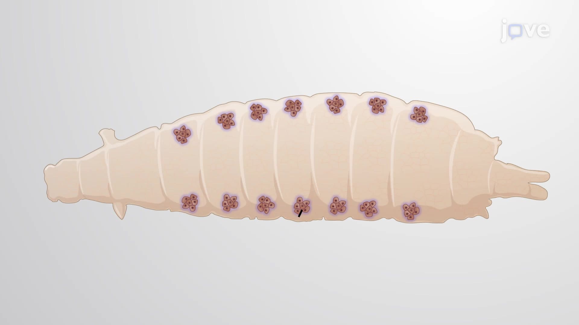 Lipid Droplet Staining of Larval Drosophila Oenocytes: A Technique for Assessment of Lipid Droplet Accumulation Under Normal and Stressed Condition Using BODIPY-Based Dye
