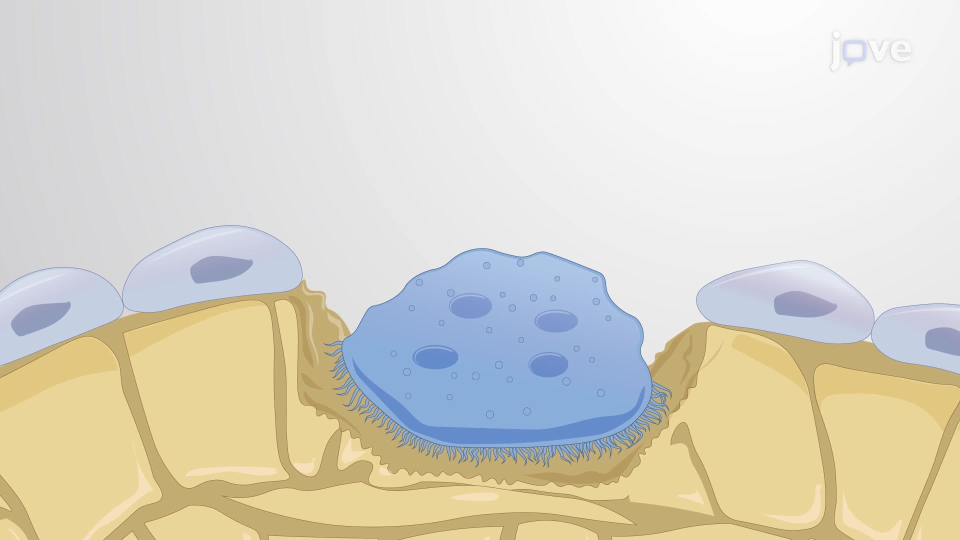 Tartrate-Resistant Acid Phosphatase Staining: An <em>In Vitro</em> Technique to Detect TRAP Enzyme-Containing Cultured Osteoclasts