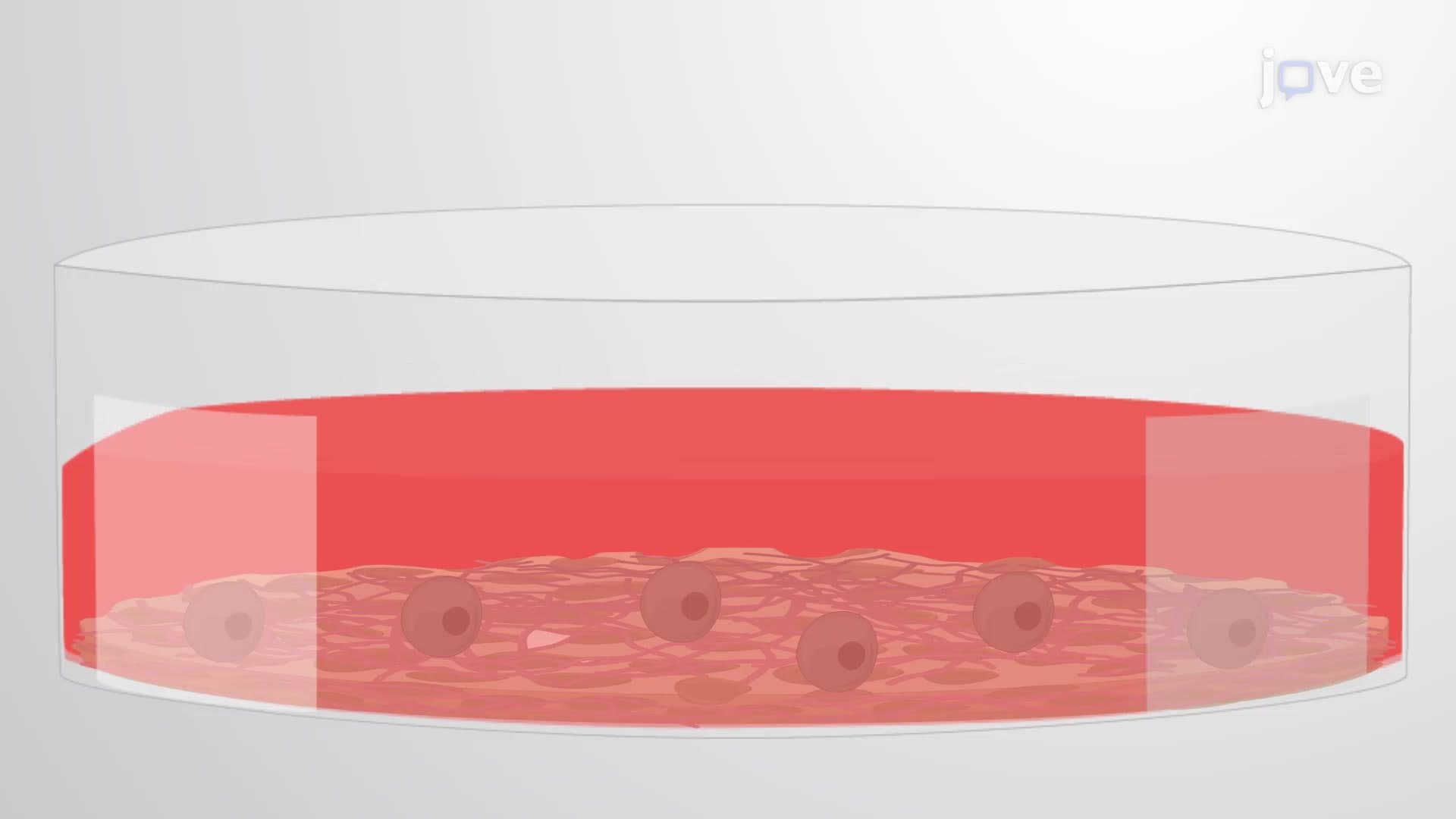 Alizarin Red Staining: A Technique to Visualize Mineralization by Cultured Osteoblasts