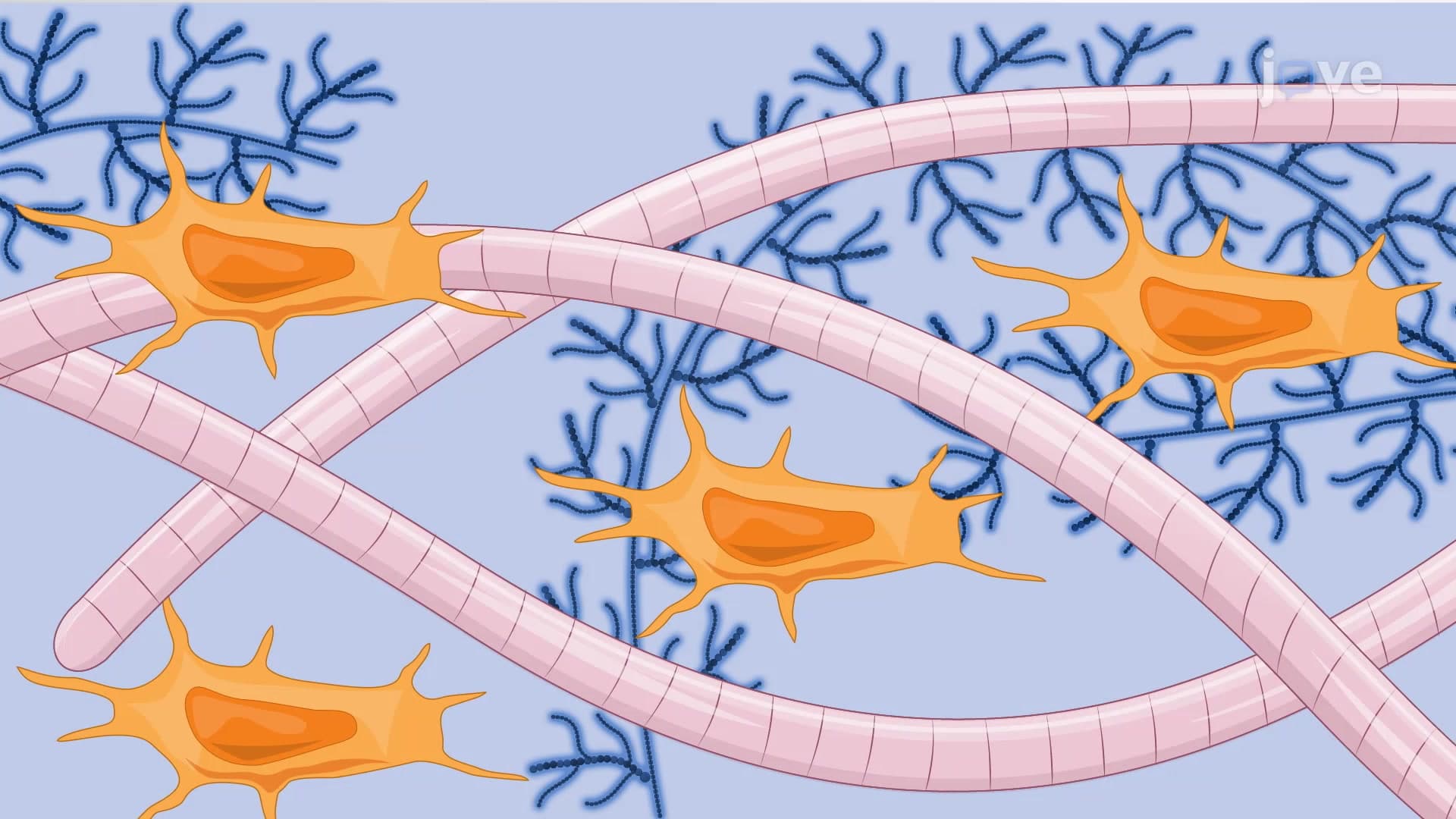 Alcian Blue Staining to Visualize Proteoglycans: A Technique to Detect Proteoglycans in Mesenchymal Stem Cell Differentiated Chondrocytes Culture In Vitro