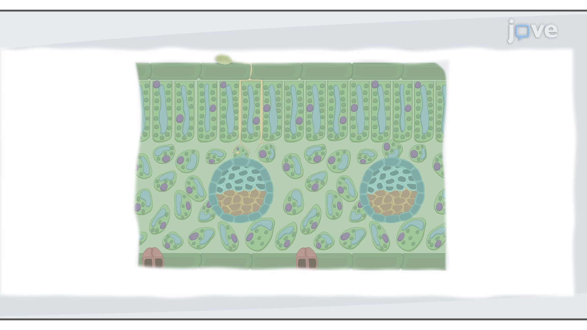 Double-Staining Method: A Technique to Visualize Plant-Fungus Interactions Using Ruthenium Red and Lactophenol Cotton Blue