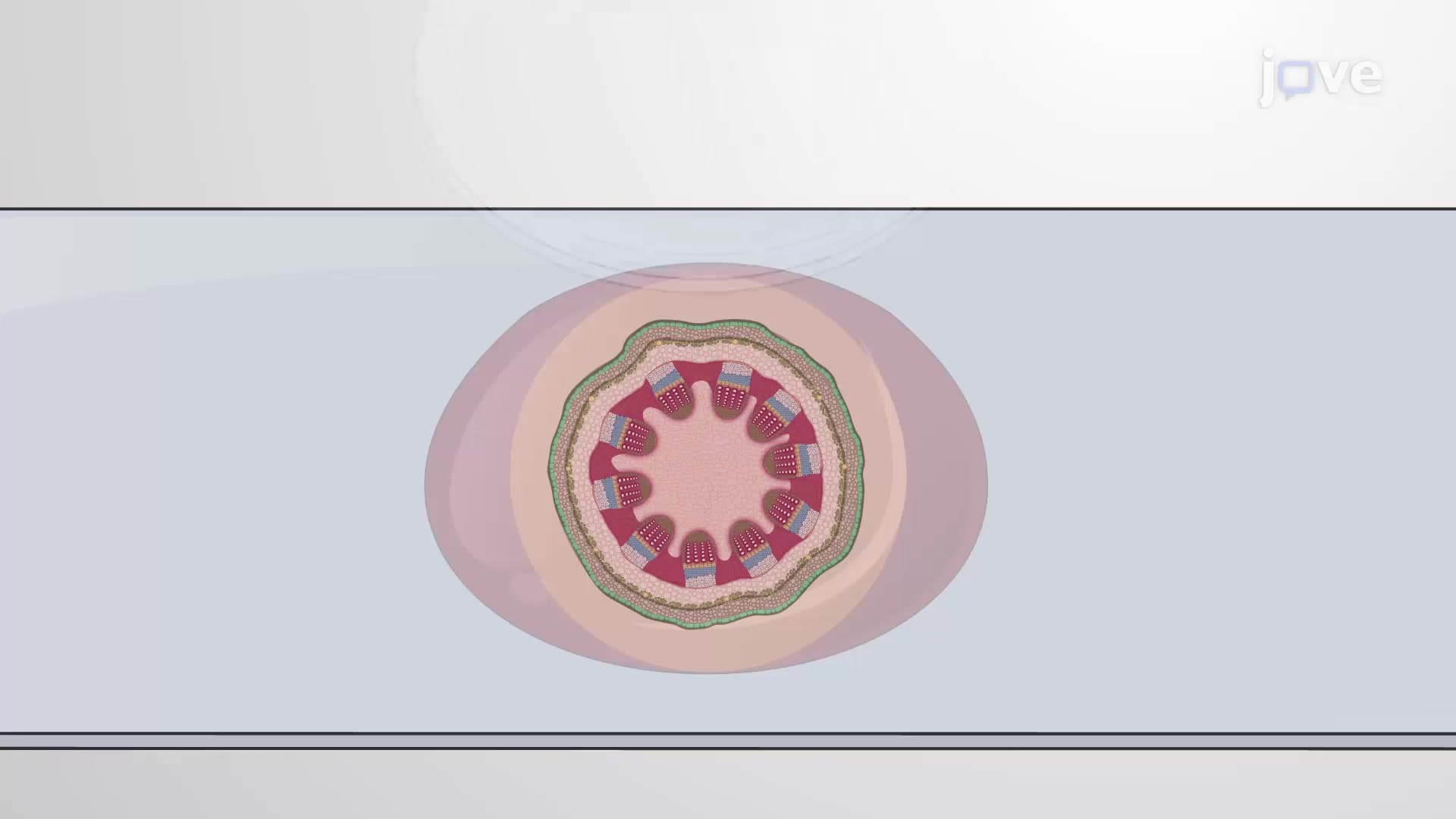 Wiesner Staining for Visualizing Lignin: A Technique to Stain Lignin Deposits Present in Stems of Arabidopsis Thaliana
