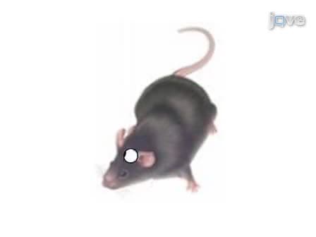 Patch Clamp Recordings from Mouse Retinal Neurons in a Dark-adapted Slice Preparation