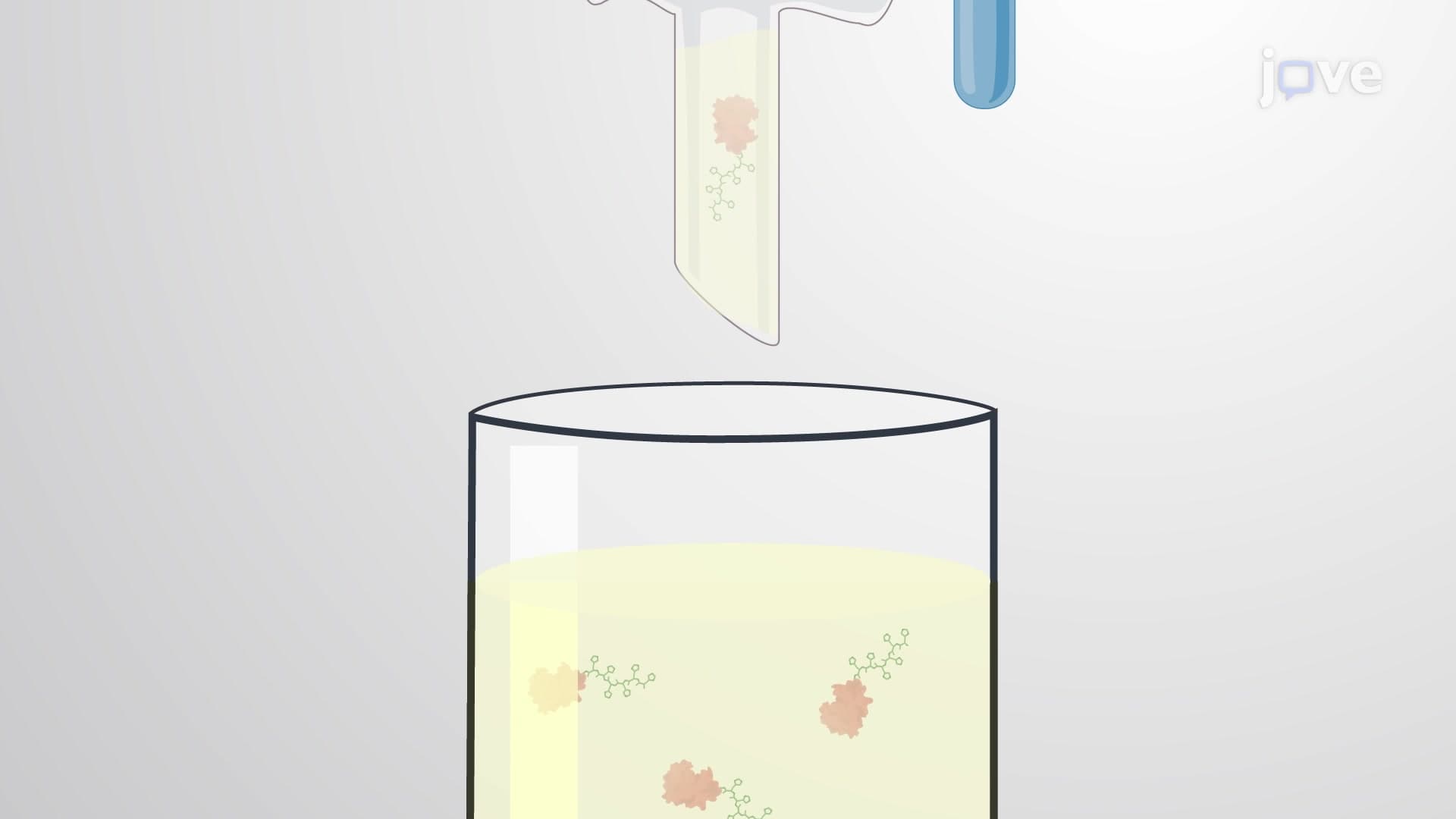 Nickel Affinity Chromatography-Based Protein Purification: A Technique to Purify Polyhistidine-Tagged Recombinant Proteins from Bacterial Cell Lysate