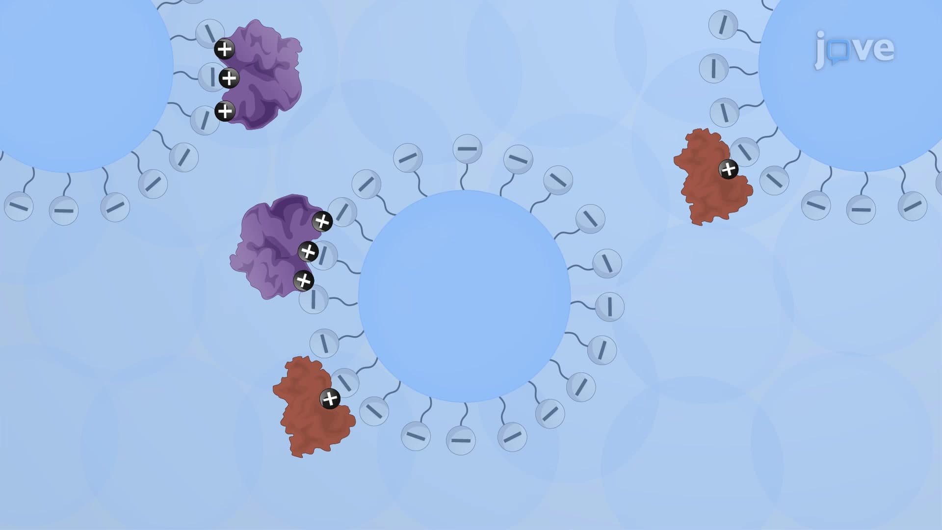 Cation Exchange Chromatography: A Technique to Isolate Target Recombinant Protein from Insect Cell Lysate Based on Net Surface Charge