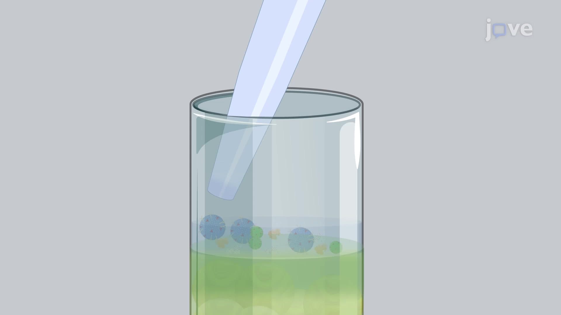Size Exclusion Chromatography Based Separation of Bacterial Extracellular Vesicles: A Technique to Separate Heterogenous Population of Gram-Negative Bacterial Outer Membrane Vesicles Based on Their Size