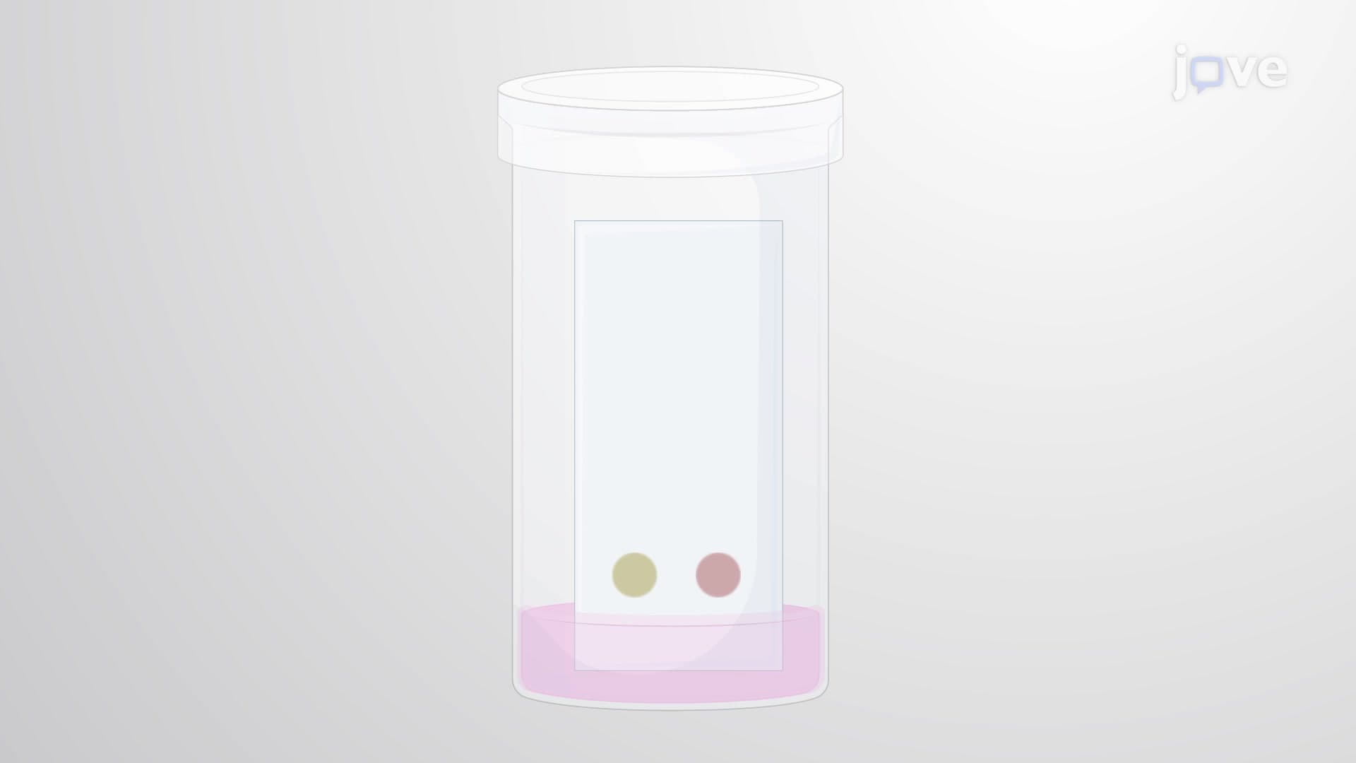 High-Performance Thin Layer Chromatography: A Technique for Preliminary Separation and Quantification of Lipids From Neutrophils
